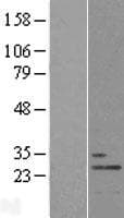 THOC7 Protein (Over-Expression Lysate Myc-DDK (Flag))