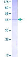 Human IGF2 Protein (Recombinant GST)