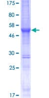 Human SPANXN2 Protein (Recombinant GST)