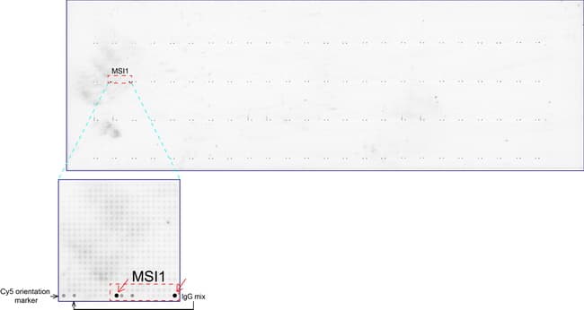 MSI1 / Musashi 1 Antibody (clone UMAB127, Carrier-free)
