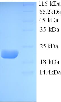 Sheep IL-10 Protein (Recombinant His)