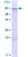 Human SMAD5 Protein (Recombinant GST)