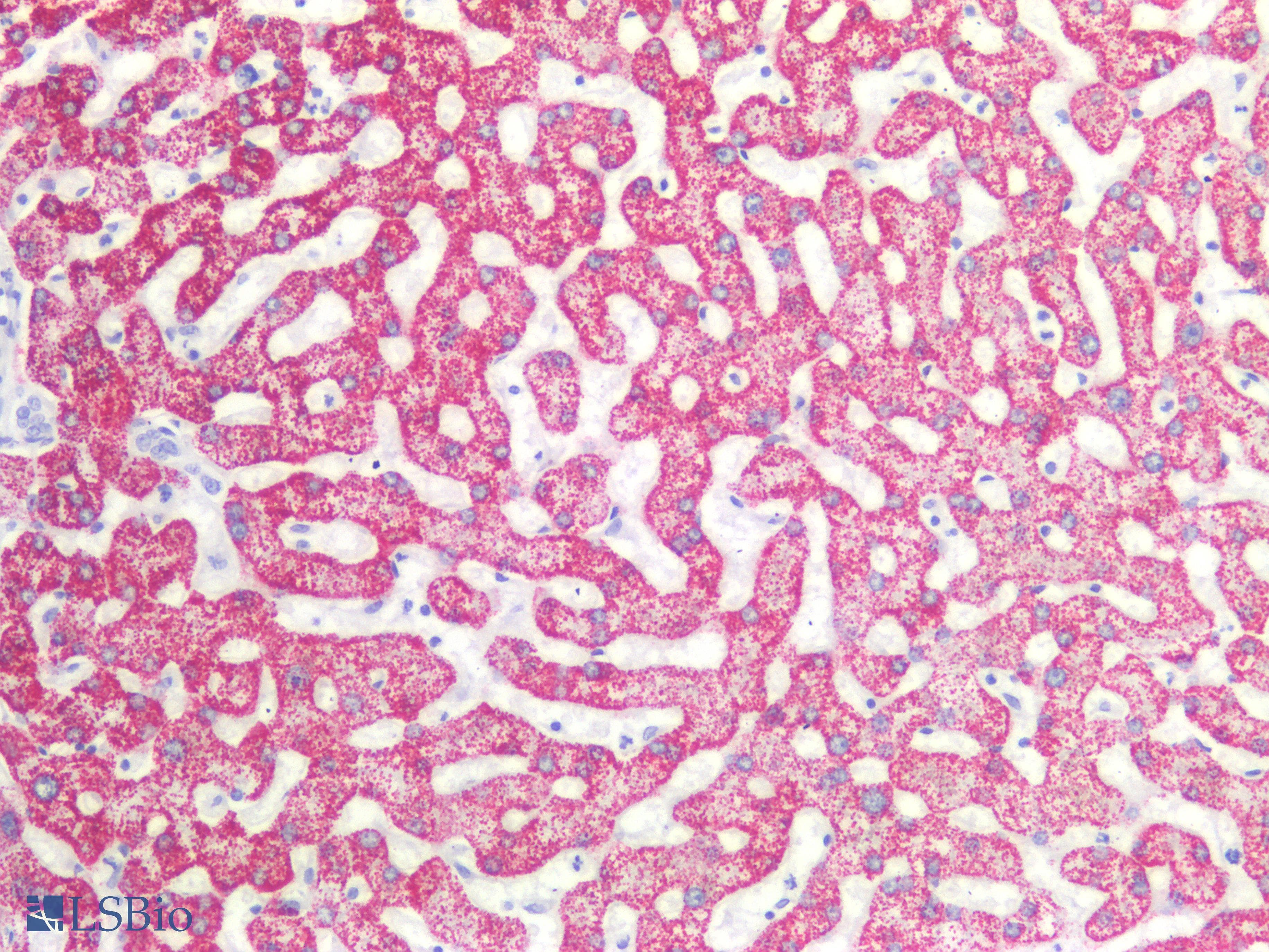 PathPlus™ Monoclonal Mouse anti-Human Hepatocyte Specific Antigen Antibody (clone OCH1E5, IHC, IF)