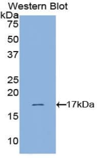 HIF1A / HIF1 Alpha Antibody (aa641-785)