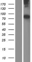 Neurofascin / NF Protein (Over-Expression Lysate Myc-DDK (Flag))