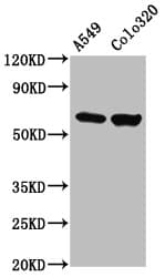 PDILT Antibody
