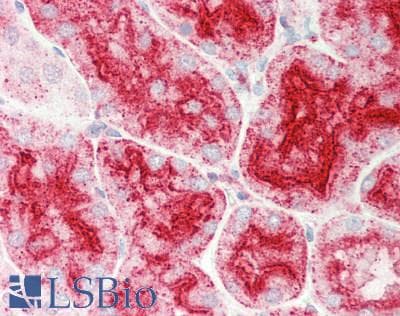 CHMP4B Antibody (aa143-192, FITC)