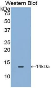 Polyclonal Rabbit anti-Mouse MIF Antibody (aa4-112, WB)