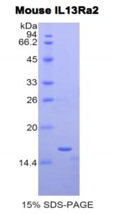 Mouse IL13RA2 / IL13R Alpha 2 Protein (Recombinant His)