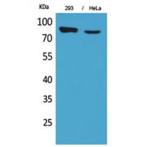 SLC26A3 / DRA Antibody (C-terminal)