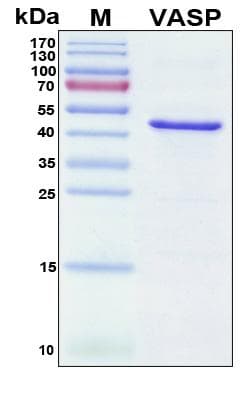Human VASP Protein (Recombinant His, N-Terminal)