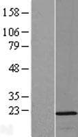 OPA3 Protein (Over-Expression Lysate Myc-DDK (Flag))