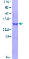Human EFNB2 / Ephrin B2 Protein (Recombinant GST, N-terminus)