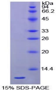 Chicken HSPA8 / HSC70 Protein (Recombinant His)