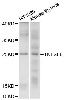 Polyclonal Rabbit anti-Human TNFSF9 / CD137L Antibody (WB)