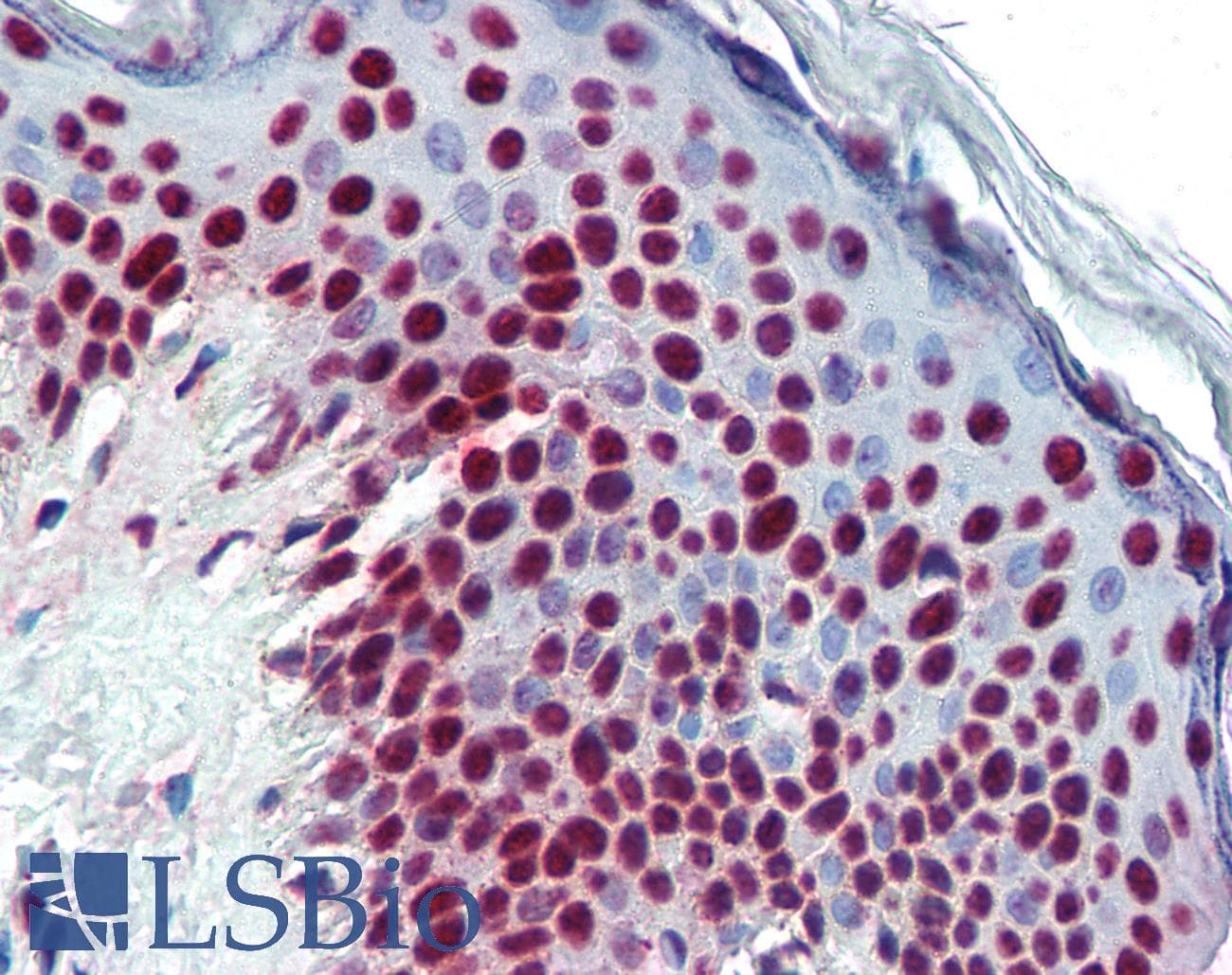 IHC-plus™ ALY / THOC4 Antibody (clone 11G5)