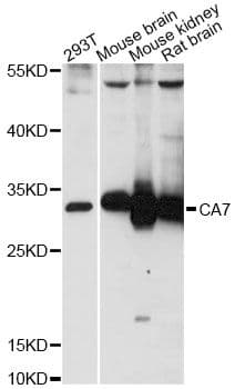 CA7 / Carbonic Anhydrase VII Antibody