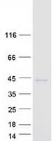 Human FOXS1 Protein (Recombinant Myc-DDK (Flag))