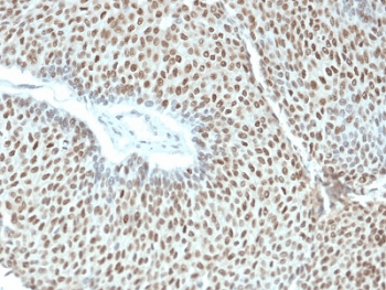 Monoclonal Mouse anti-Human JUN / c-Jun Antibody (clone C-J 4C4/1, Azide-free,BSA-free, IHC)
