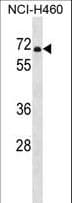 PDE1B Antibody (aa467-495)