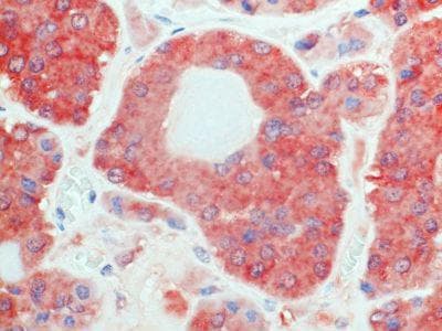 Monoclonal Mouse anti-Human GPR50 Antibody (clone 1A3, IHC)