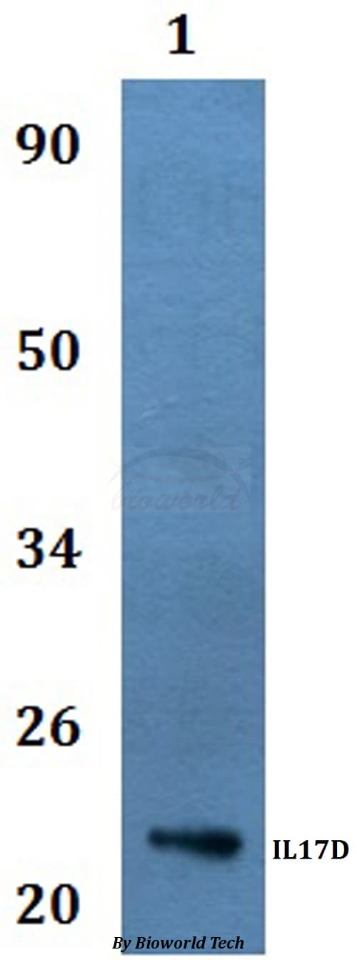 Polyclonal Rabbit anti-Human IL17D Antibody (WB)