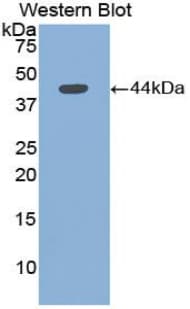 EMA / MUC1 Antibody (aa1098-1255, APC)
