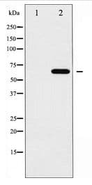Polyclonal Rabbit anti-Human EPOR / EPO Receptor Antibody (IF, WB)
