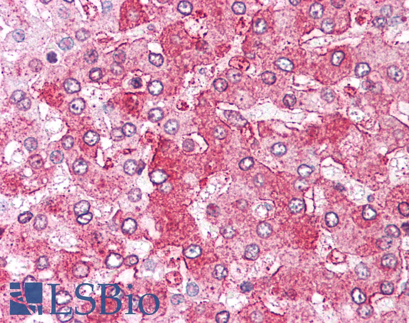 IHC-plus™ ARTS1 / ERAP1 Antibody (Internal)