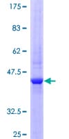 Human IL22 Protein (Recombinant GST)