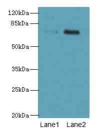 GALNT7 Antibody