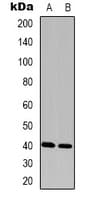 HGH1 / FAM203A Antibody (Internal)