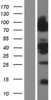 LSR / LISCH7 Protein (Over-Expression Lysate Myc-DDK (Flag))