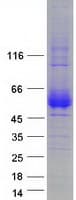 Human CD2 Protein (Recombinant Myc-DDK (Flag))