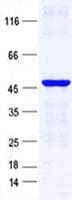 Human ZNF557 Protein (Recombinant His, N-Terminal)
