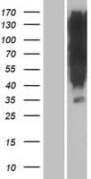 OR1K1 Protein (Over-Expression Lysate Myc-DDK (Flag))