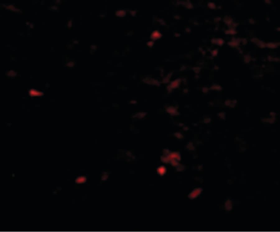 NIPSNAP1 Antibody