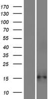 Human C7orf65 Protein (Over-Expression Lysate Myc-DDK (Flag))