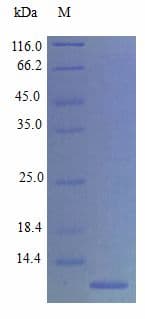 Mouse CCL11 / Eotaxin Protein (Recombinant)