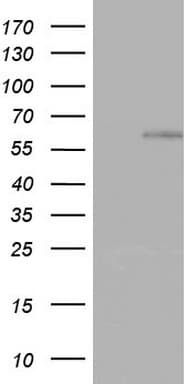 ZNF34 Antibody (aa117-405, clone OTI4E3)