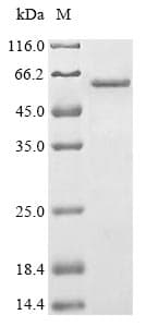 Mouse GATA4 Protein (Recombinant 10His, N-terminus + Myc, C-terminus)