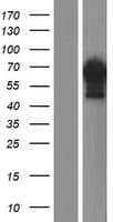 C18orf25 / ARKL1 Protein (Over-Expression Lysate Myc-DDK (Flag))