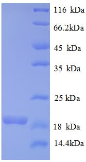 Human BMP6 Protein (Recombinant His)