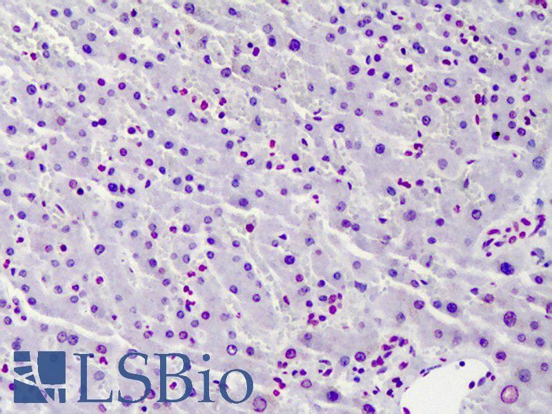 IHC-plus™ Histone H4 Antibody (Acetyl-Lys12)