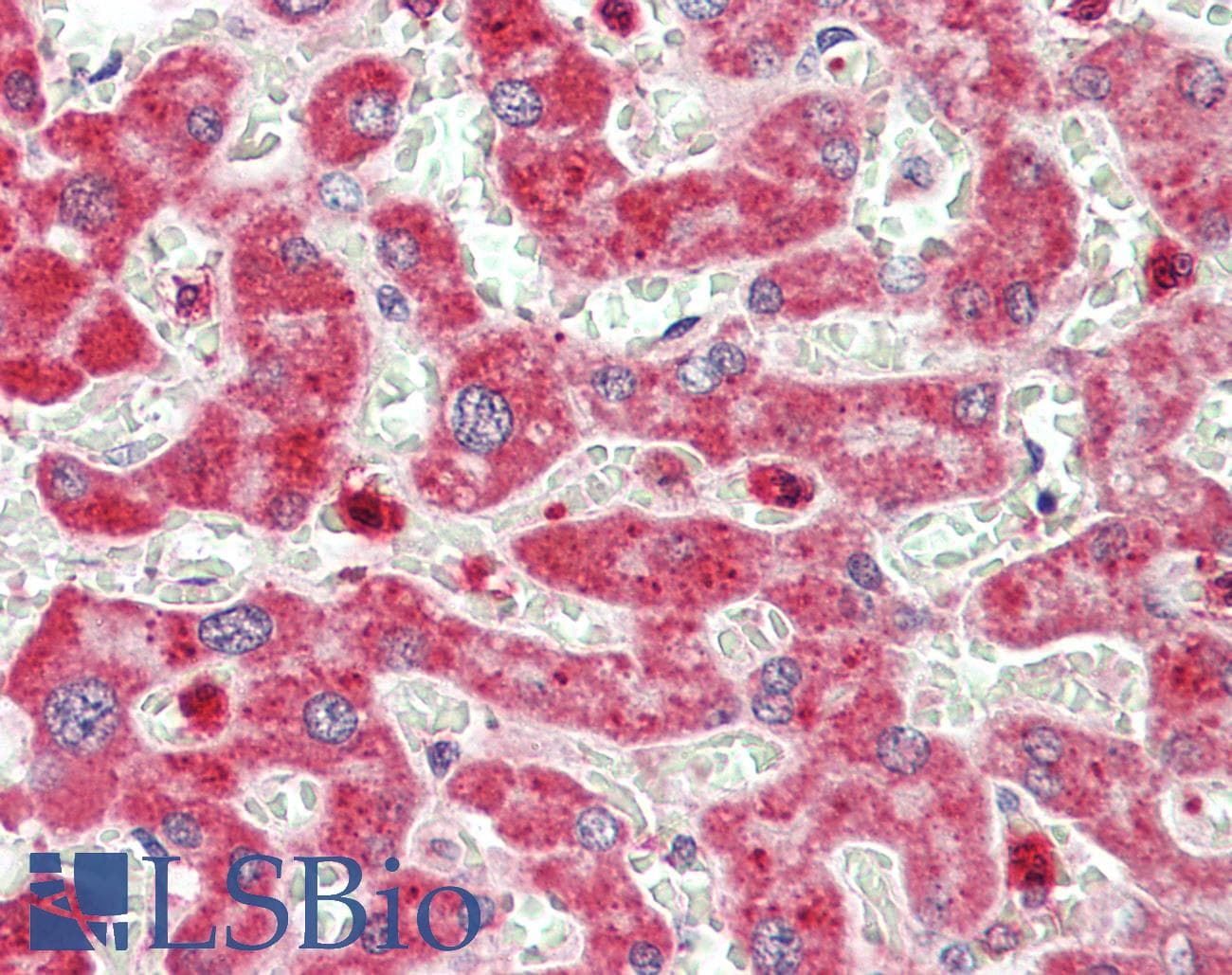 CTSF / Cathepsin F Antibody (Biotin)