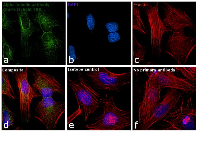 Goat Anti-Mouse IgG Secondary Antibody (DY488)