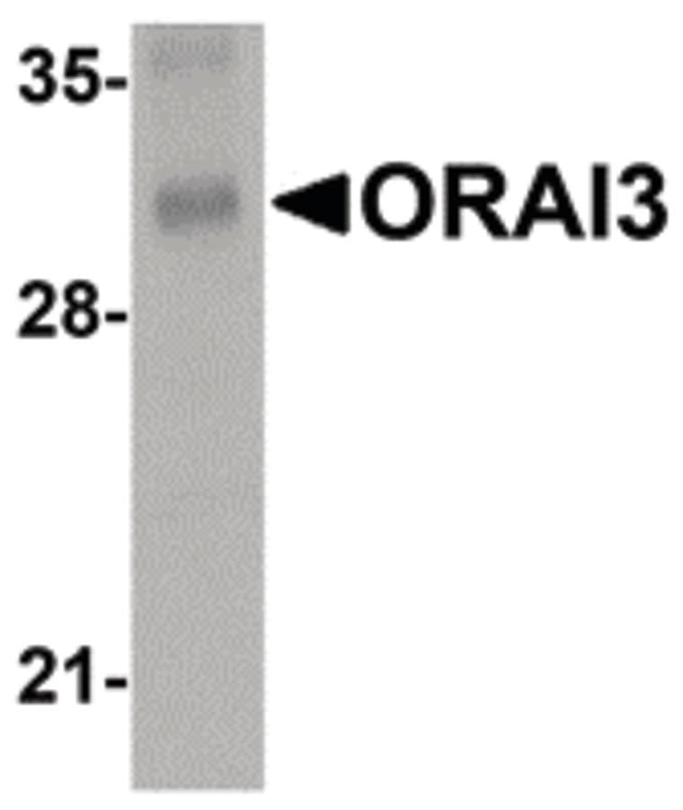 ORAI3 Antibody (clone 1B4F1)