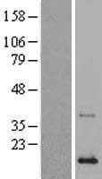 PLA2G2A / SPLA2 Protein (Over-Expression Lysate Myc-DDK (Flag))