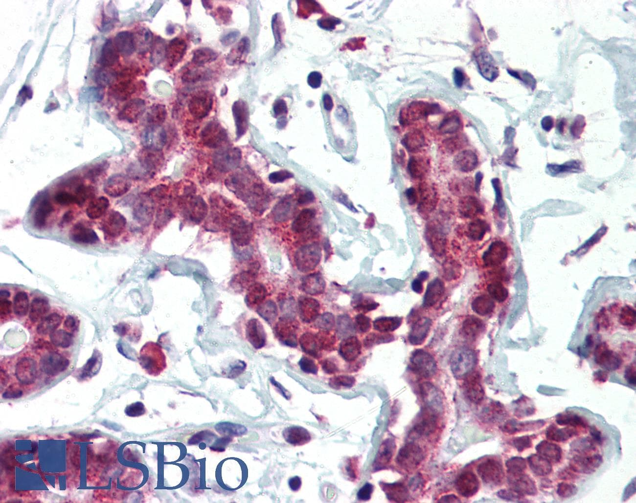 IHC-plus™ SETD7 / SET7 Antibody (clone S4E5)
