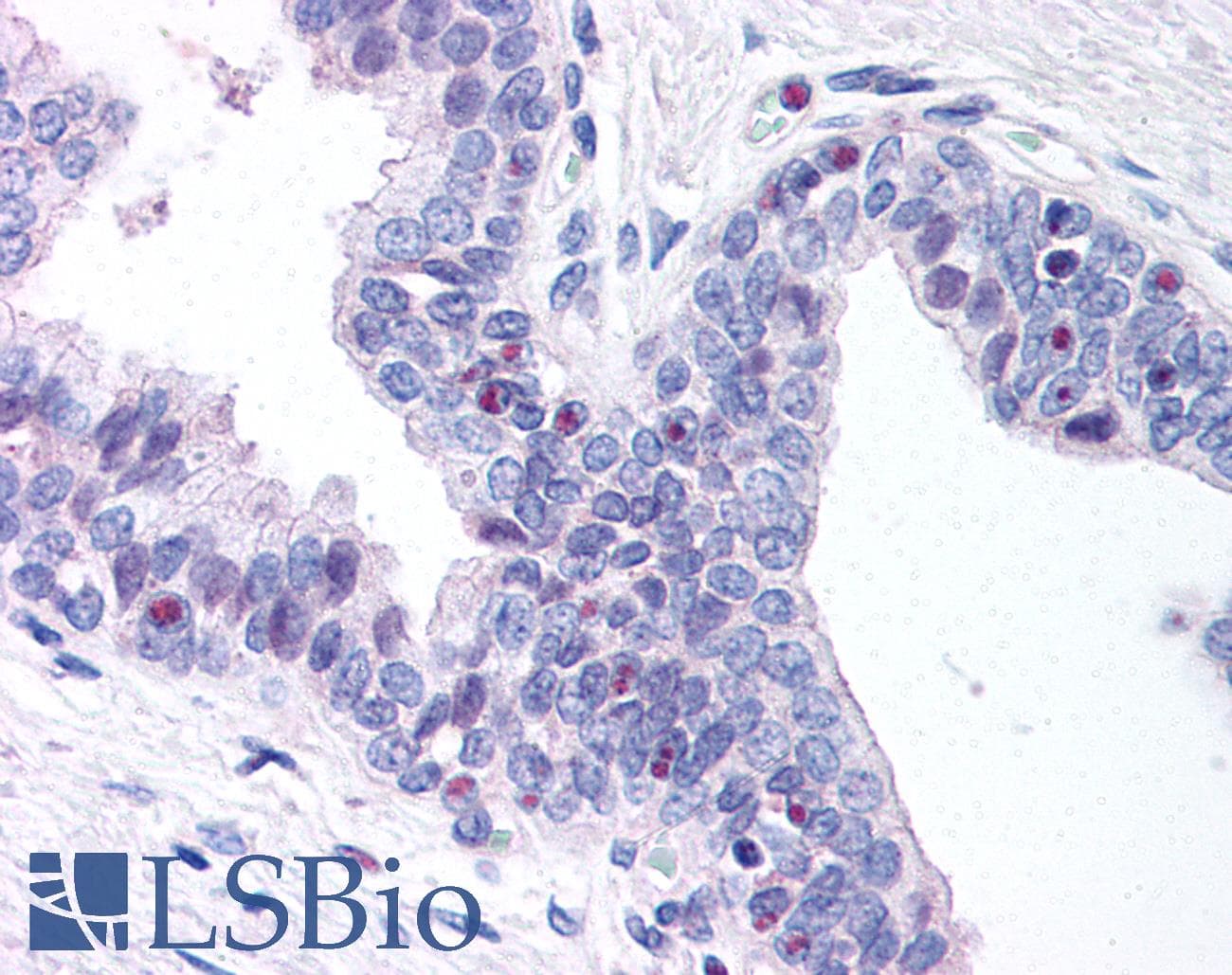IHC-plus™ DNMT3A Antibody (aa10-118)